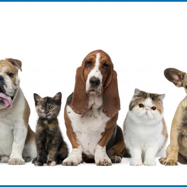 Cuidados básicos de mascotas: perros y gatos